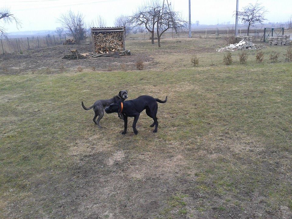 Arsen w nowym domu
